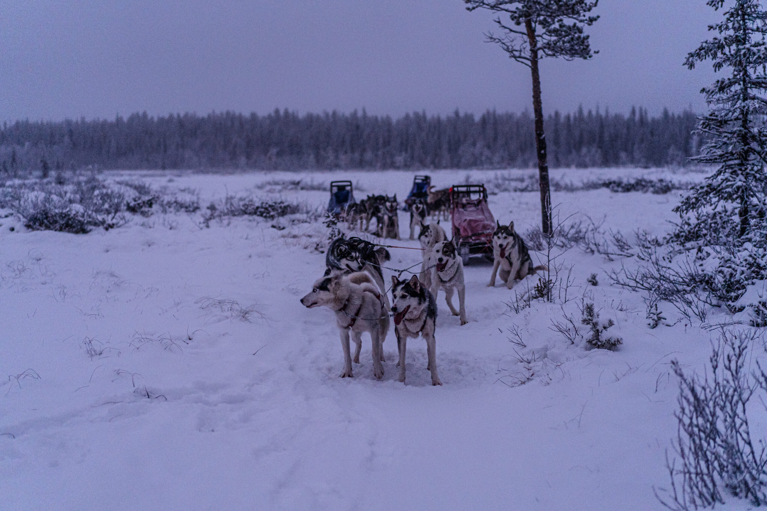 JVT Husky